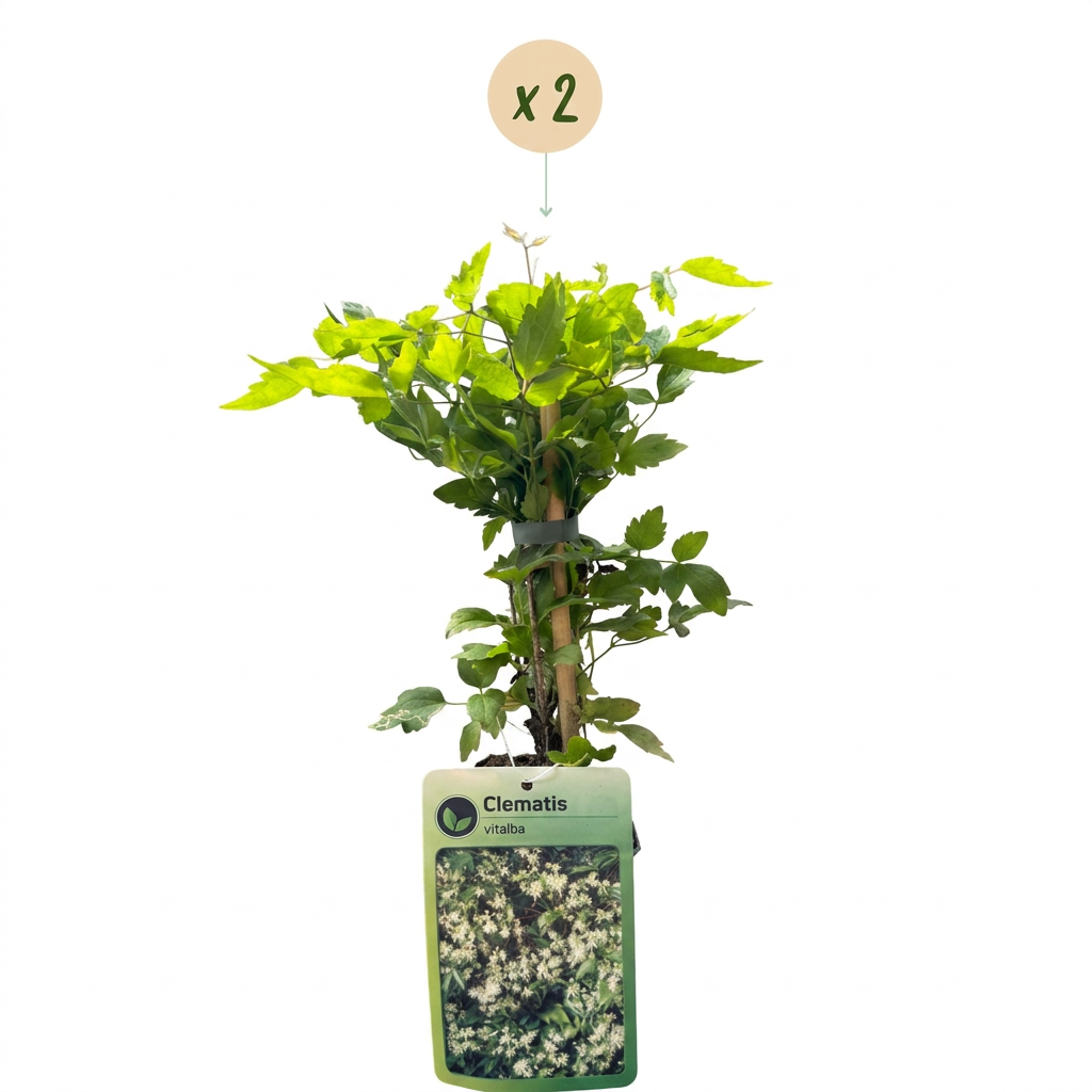 Gewöhnliche Waldrebe (Clematis vitalba) mit weißen Blüten – Bild 2