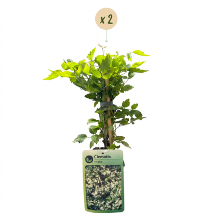 Gewöhnliche Waldrebe (Clematis vitalba) mit weißen Blüten – Bild 2