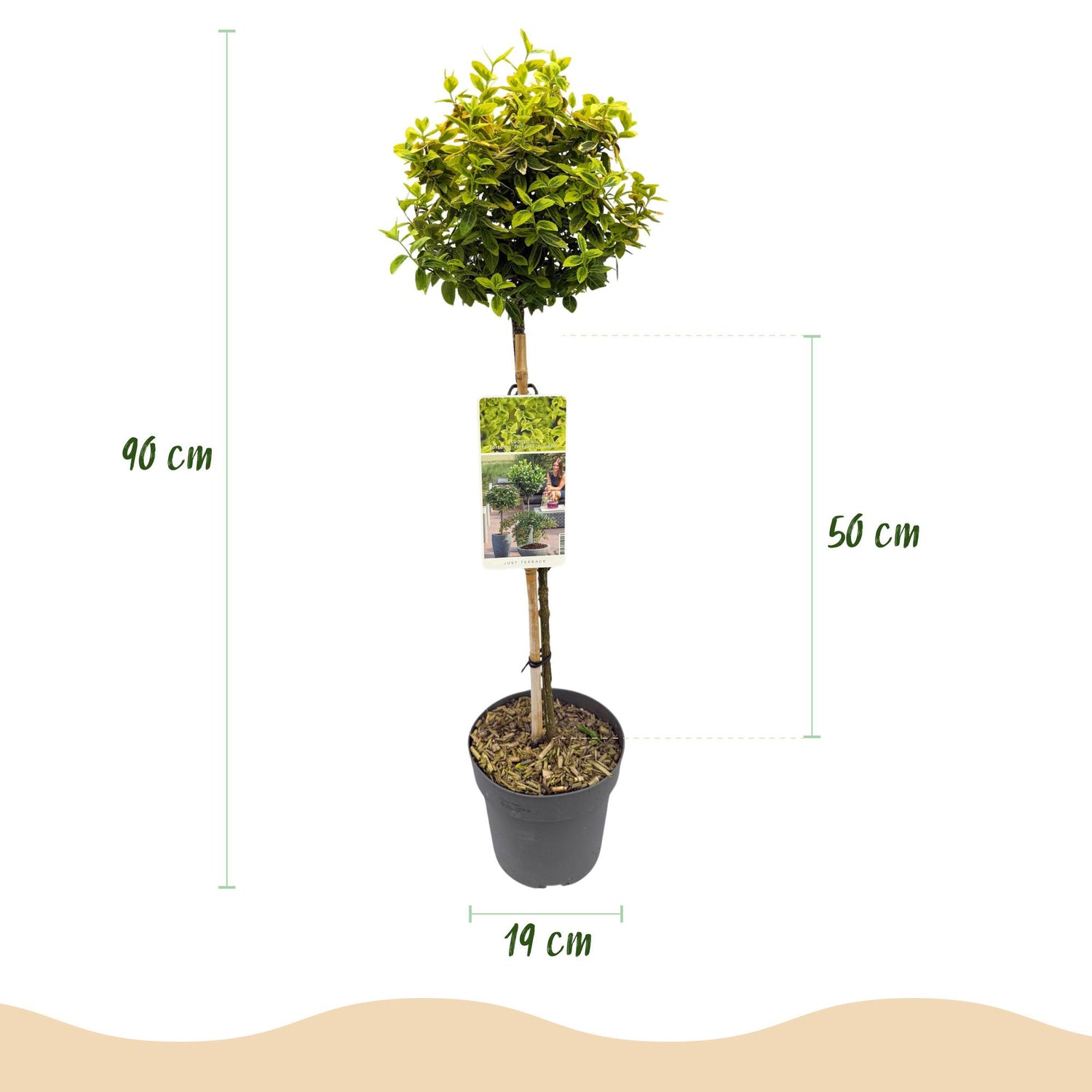 Eingetopfter Euonymus fortunei Emerald n Gold, immergrüne, winterharte Gartenpflanze mit grünen und gelben Blättern, ca. 90 cm hoch