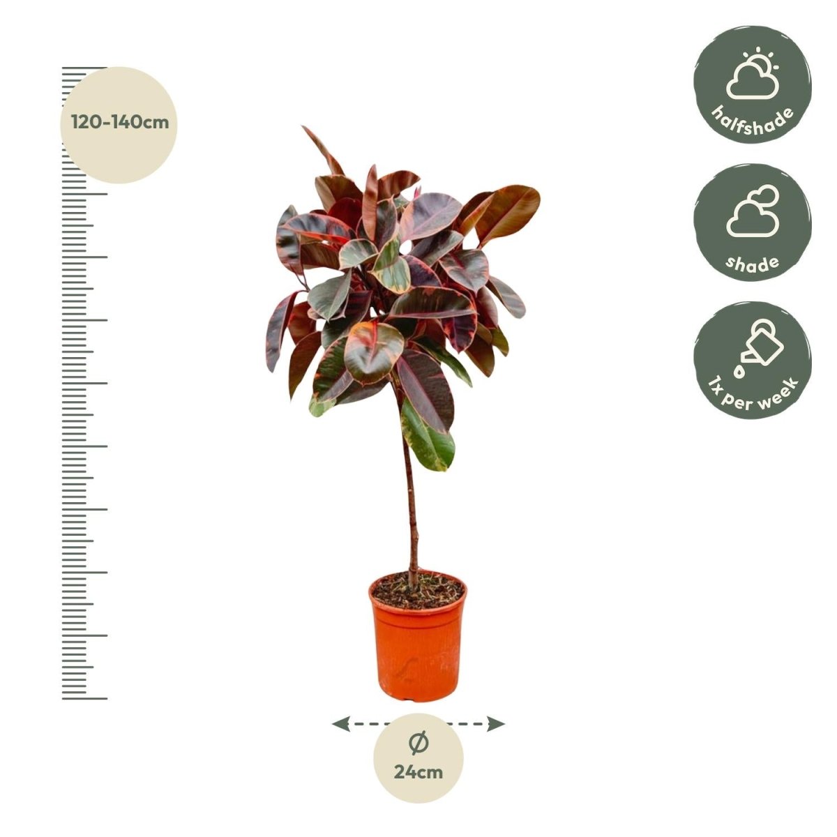 Ficus Elastica Robusta – Eleganter Gummibaum auf Stamm - Wurzelwerk Design