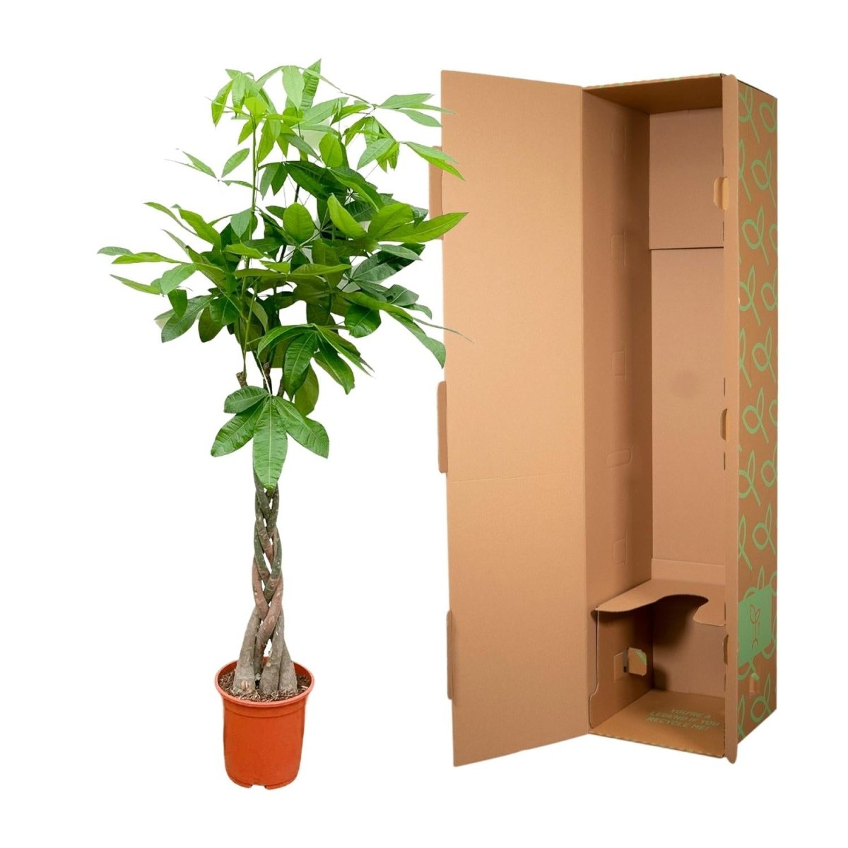 Pachira aquatica 140 cm | Glückskastanie im Ø27 cm - Wurzelwerk Design