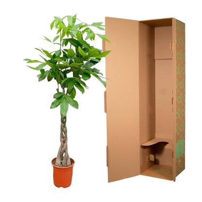 Pachira aquatica 140 cm | Glückskastanie im Ø27 cm - Wurzelwerk Design
