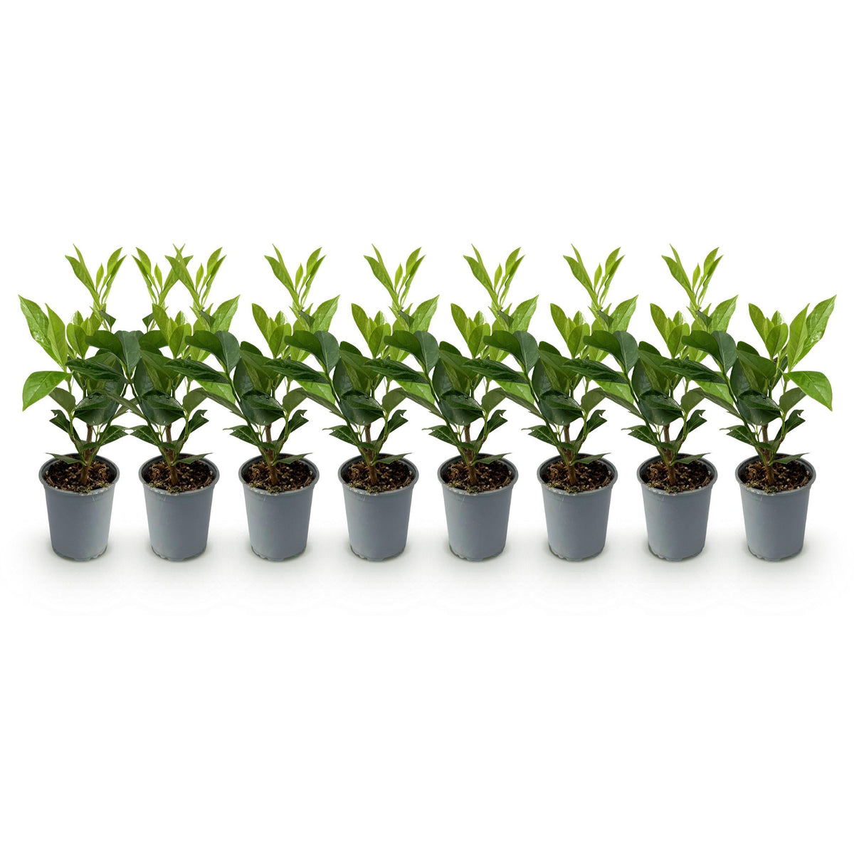 Heckenpflanzen Kirschlorbeer ‘Caucasica’ von Everspring, 8 Pflanzen, 30-35 cm hoch, für 1 laufenden Meter.