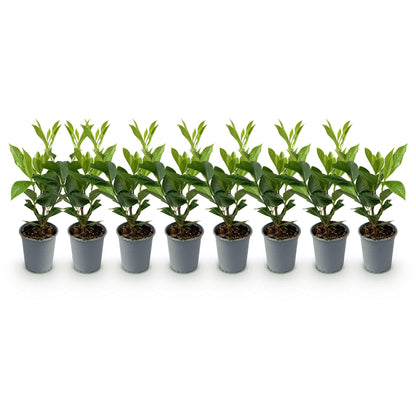 Heckenpflanzen Kirschlorbeer ‘Caucasica’ von Everspring, 8 Pflanzen, 30-35 cm hoch, für 1 laufenden Meter.