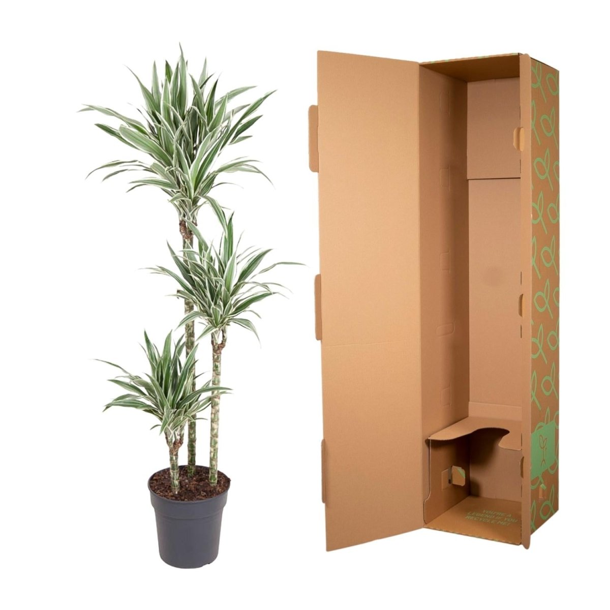 Dracaena White Stripe (150 cm, Ø24 cm) - Wurzelwerk Design