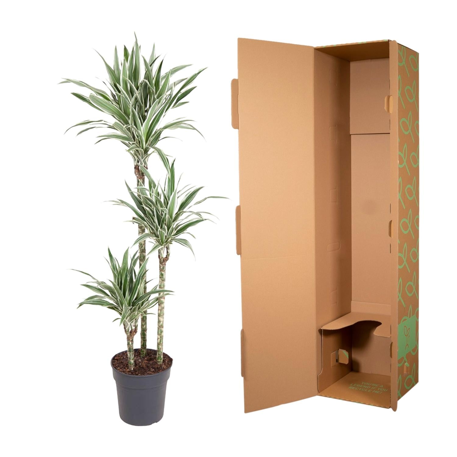 Dracaena White Stripe (150 cm, Ø24 cm)