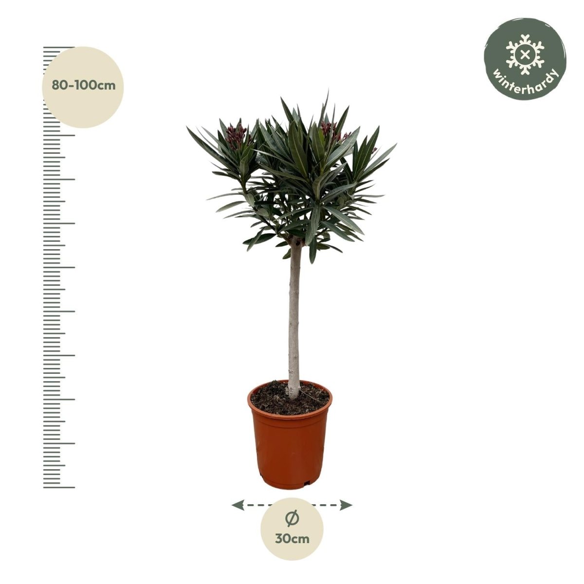 Oleander Hochstamm – Nerium Oleander – ca. 90 cm – Ø22 cm Topf – Immergrün &amp; Mediterran - Wurzelwerk Design