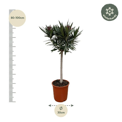 Oleander Hochstamm – Nerium Oleander – ca. 90 cm – Ø22 cm Topf – Immergrün &amp; Mediterran - Wurzelwerk Design