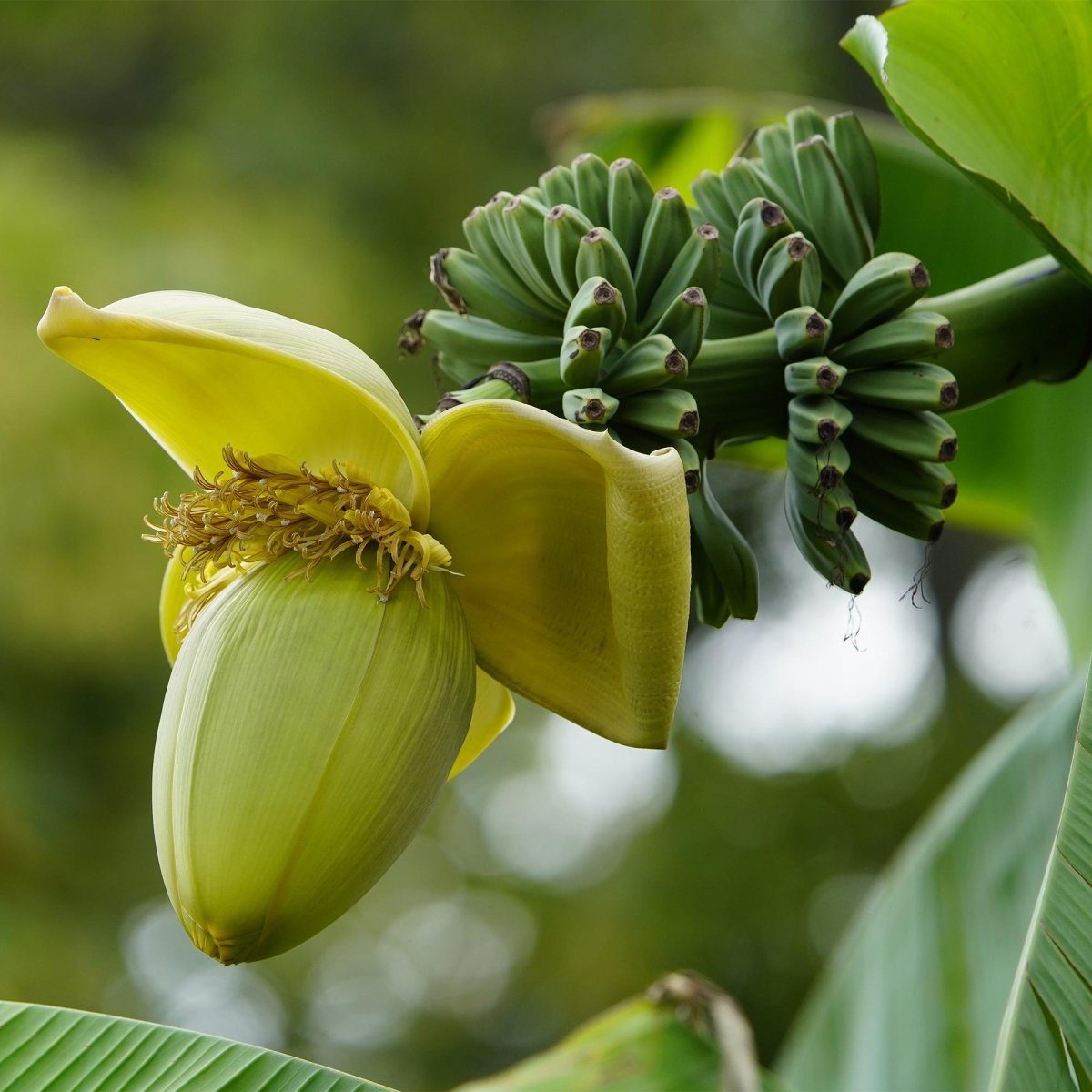 Musa basjoo – Winterharte Bananenpflanze für Garten &amp; Balkon - Wurzelwerk Design