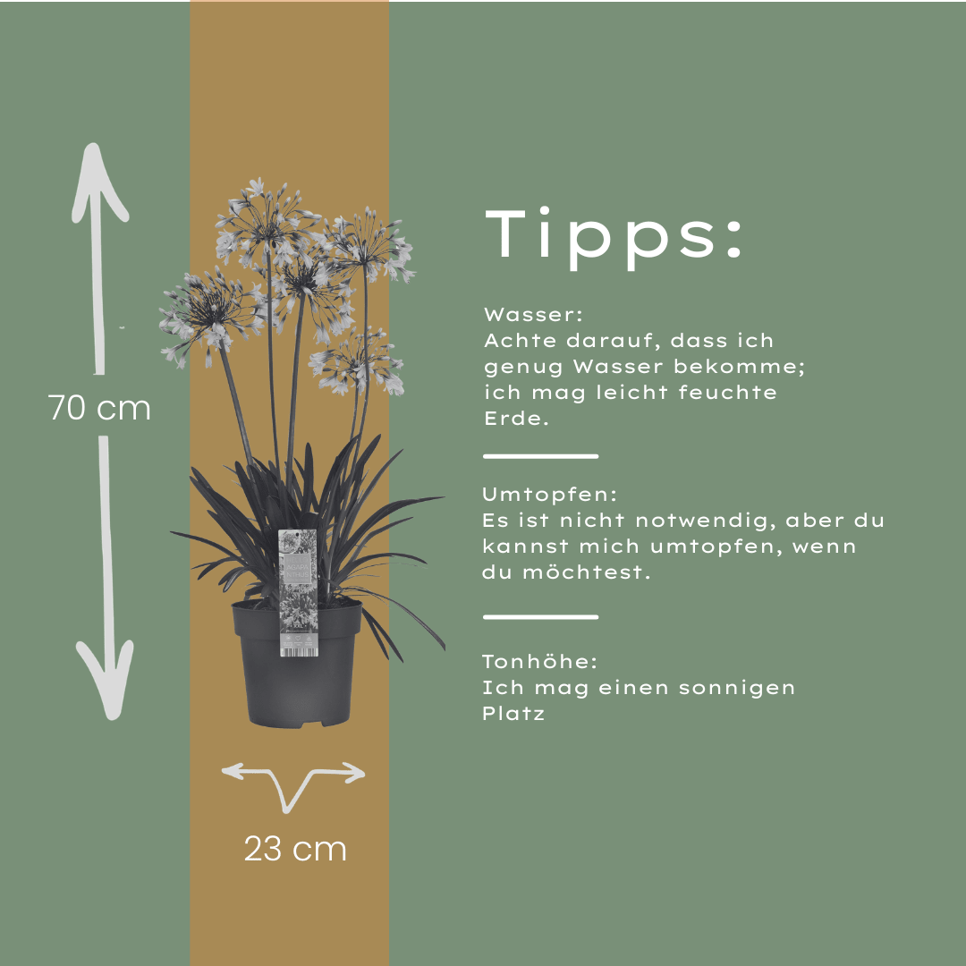 Agapanthus Fireworks kaufen | Schmucklilie – Topf Ø 23 cm - Wurzelwerk Design