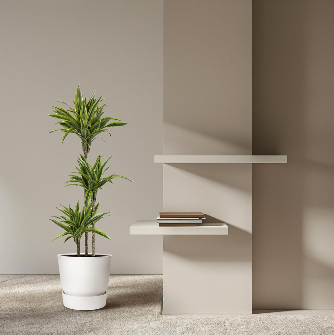 Dracaena Lemon Lime 130 - 150 cm – Pflegeleicht &amp; luftreinigend - Wurzelwerk Design