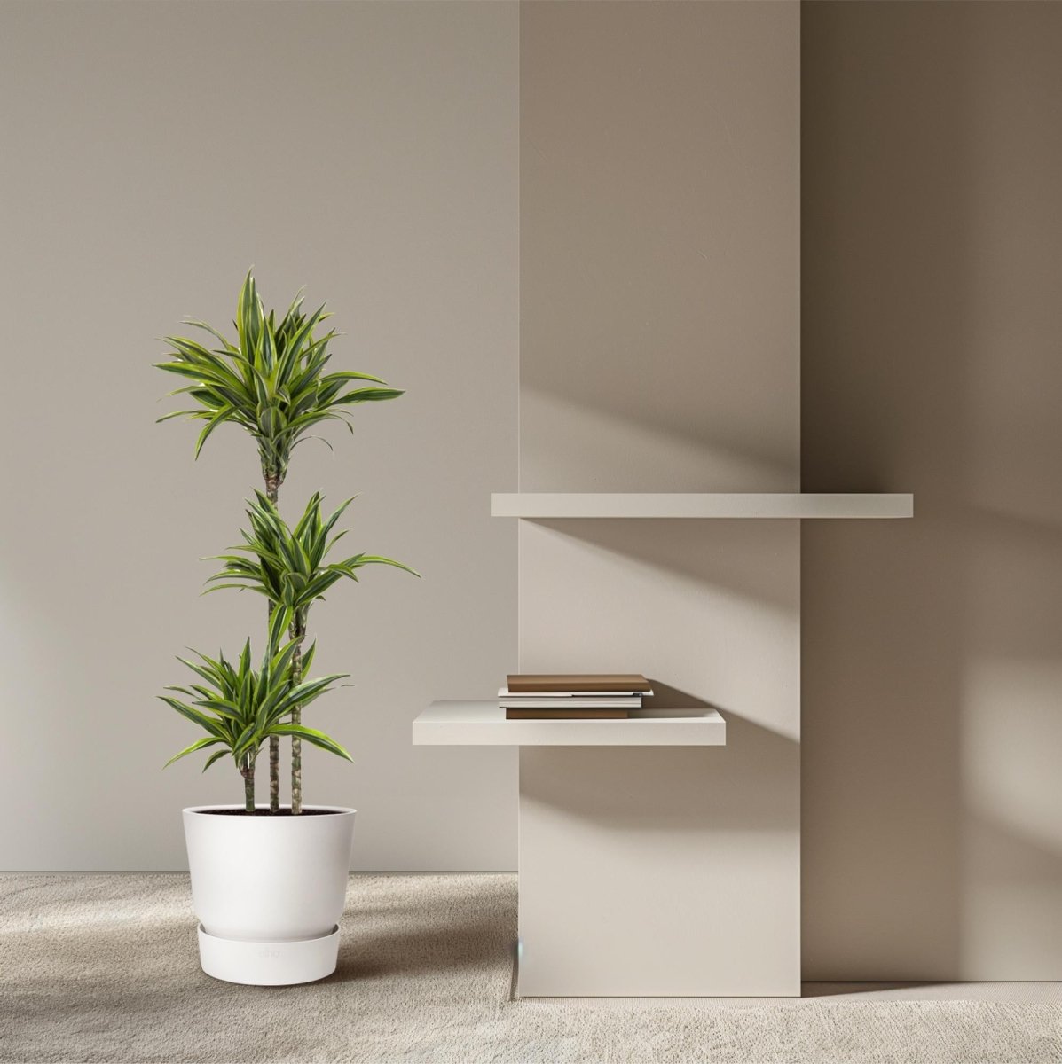 Dracaena Lemon Lime 130 - 150 cm – Pflegeleicht &amp; luftreinigend - Wurzelwerk Design