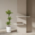 Dracaena Lemon Lime 130 - 150 cm – Pflegeleicht & luftreinigend - Wurzelwerk Design