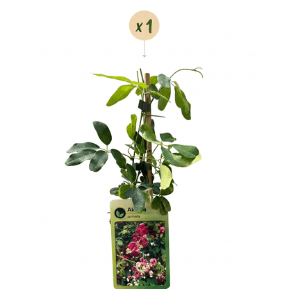 Fingerblättrige Akebie kaufen – Akebia quinata | lila-rot, Ø 9 cm, Höhe 35 cm - Wurzelwerk Design