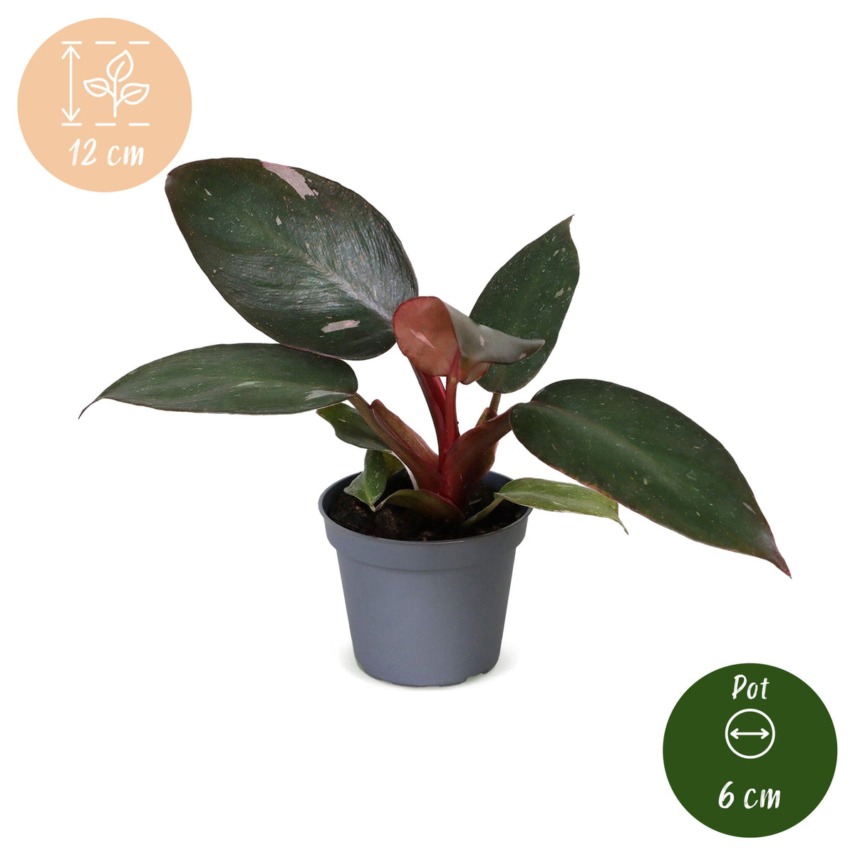 Philodendron &