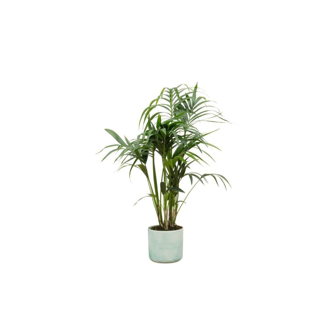 Kentia Palme 130 cm – Elegante Zimmerpalme im Topf - Wurzelwerk Design