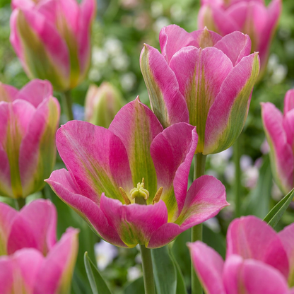 Tulpe Strawberry Lemonade – Tulipa online kaufen | 24 bis 96 Blumenzwiebeln in Rosa und Gelb – Wurzelwerk Design