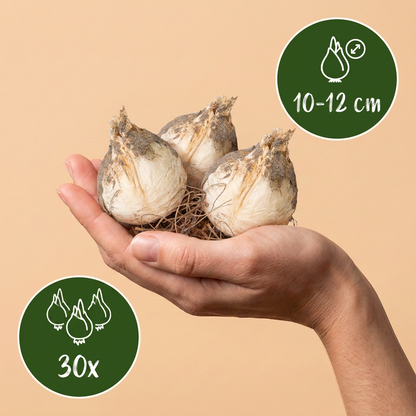 Sternkugel-Lauch – Allium christophii online kaufen | 30 bis 120 Blumenzwiebeln, riesige Blütensterne – Wurzelwerk Design