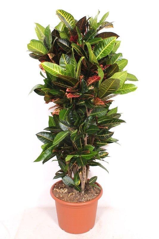 Großer Codiaeum Petra mit buntem Laub, 180cm hohe Zimmerpflanze von Everspring, lebendige Blätter, natürliche Raumdekoration
