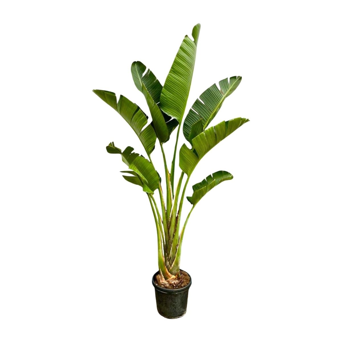 Strelitzia Augusta XL - XXXL – Exotischer Weißer Paradiesvogel - Wurzelwerk Design