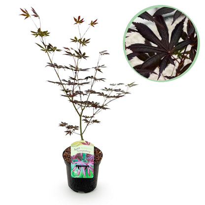 Japanischer Ahorn Acer palmatum Trompenburg, dunkel lila, laubabwerfend, Topf, ca. 70cm hoch, Everspring Pflanze