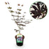 Japanischer Ahorn Acer palmatum Trompenburg, dunkel lila, laubabwerfend, Topf, ca. 70cm hoch, Everspring Pflanze