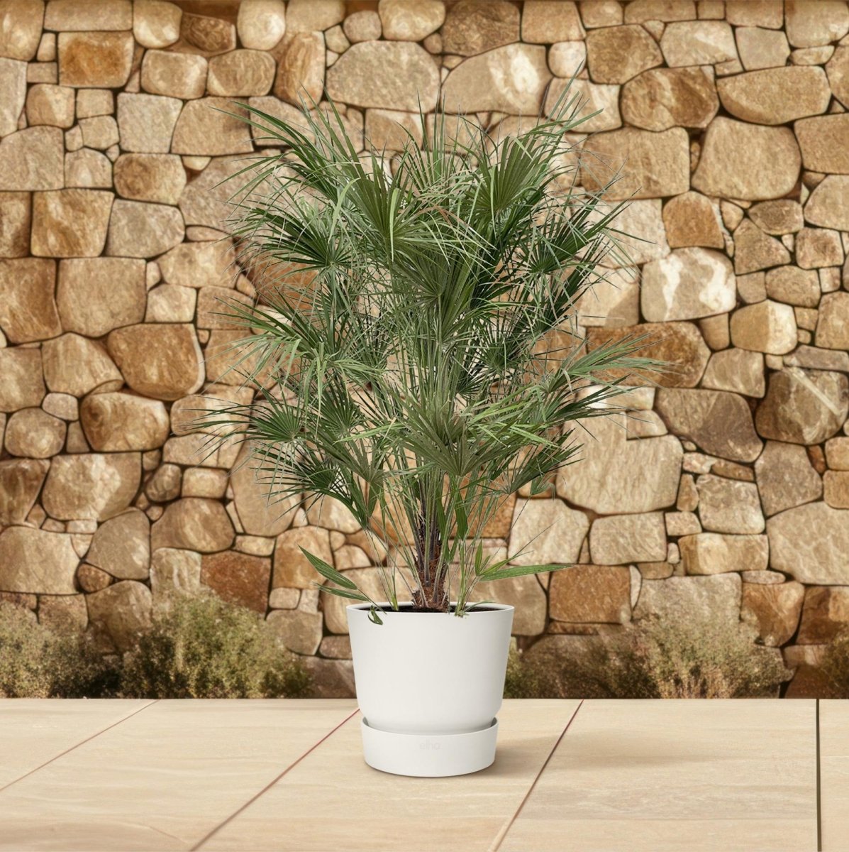 Chamaerops humilis kaufen – Europäische Zwergpalme, winterhart bis –12 °C - Wurzelwerk Design