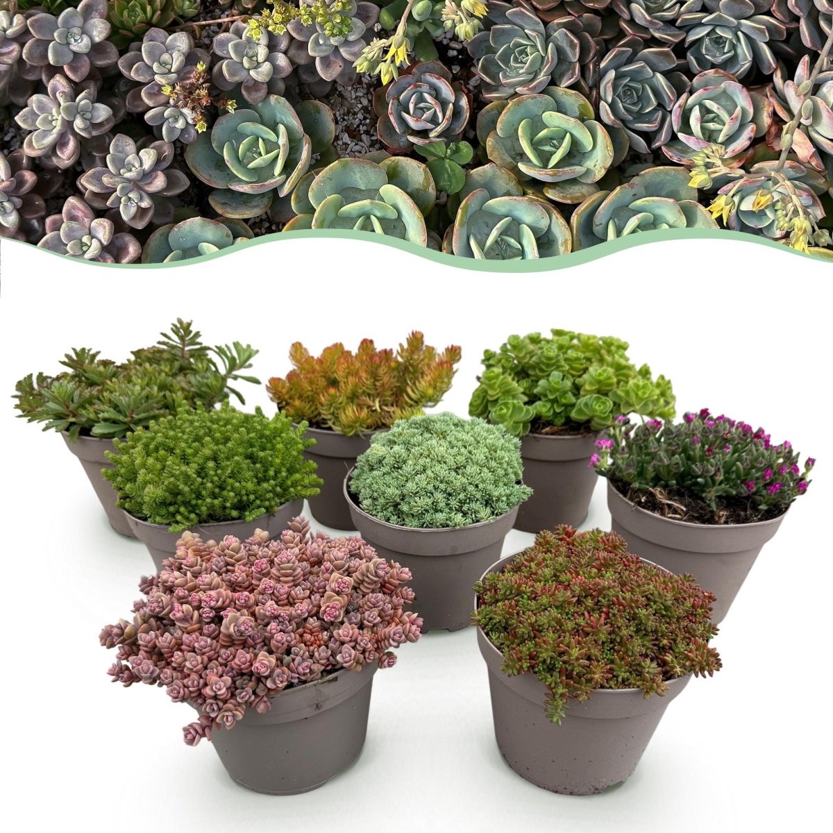 Bodendecker Alpine Mix | 8 winterharte Pflanzen – Verschiedene Farben – Pflegeleicht - Wurzelwerk Design