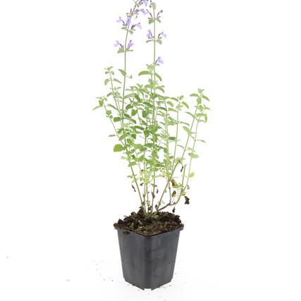 24x Nepeta ‘Walker’s Low’ – Katzenminze mit violettblauen Blüten – Höhe 10–25 cm – Ø 9 cm