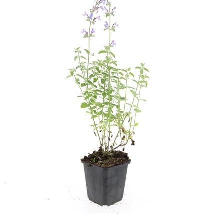 24x Nepeta ‘Walker’s Low’ – Katzenminze mit violettblauen Blüten – Höhe 10–25 cm – Ø 9 cm - Wurzelwerk Design