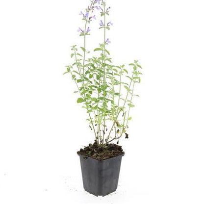 24x Nepeta ‘Walker’s Low’ – Katzenminze mit violettblauen Blüten – Höhe 10–25 cm – Ø 9 cm