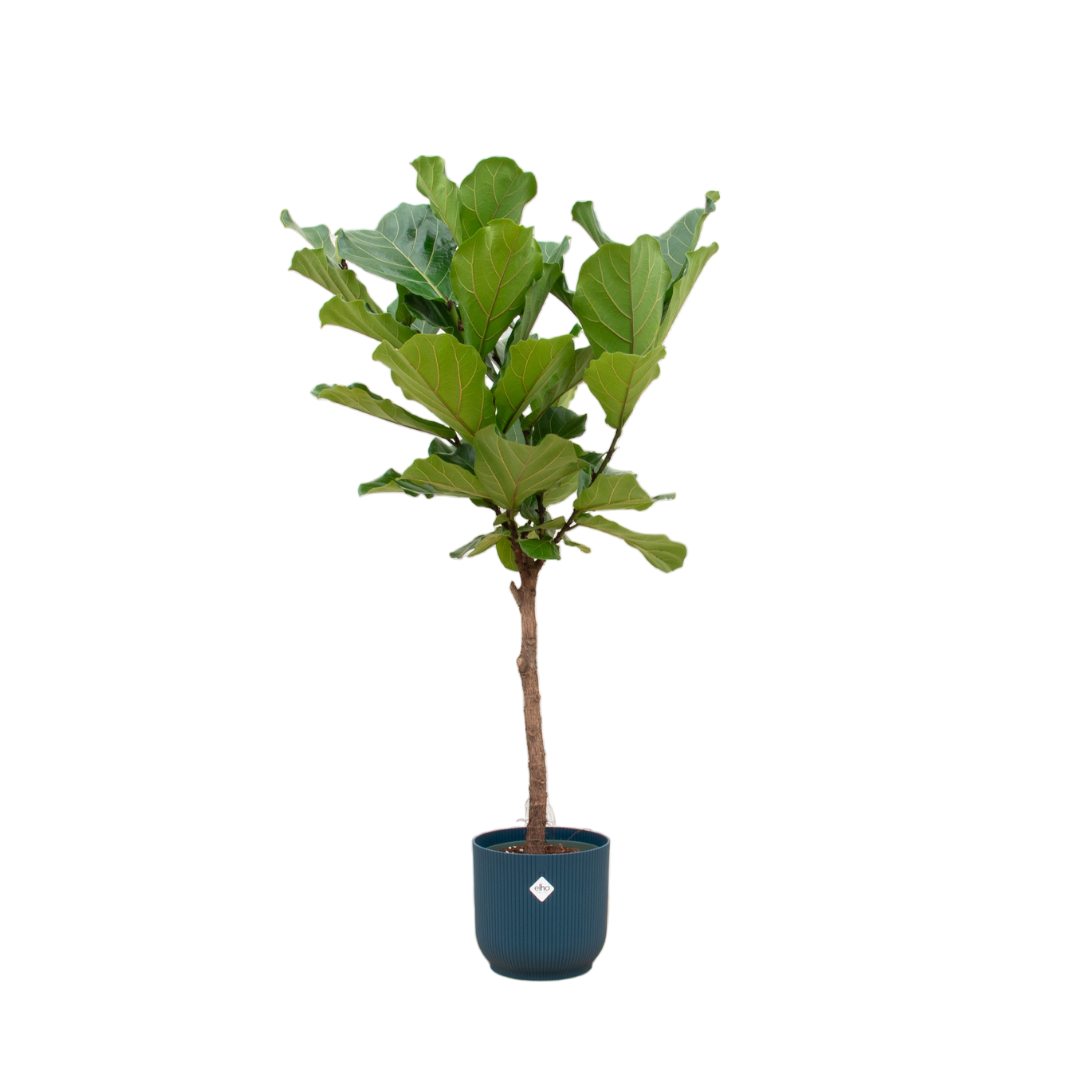 Ficus lyrata Geigenfeige als elegante Zimmerpflanze im Design-Topf für Innenräume