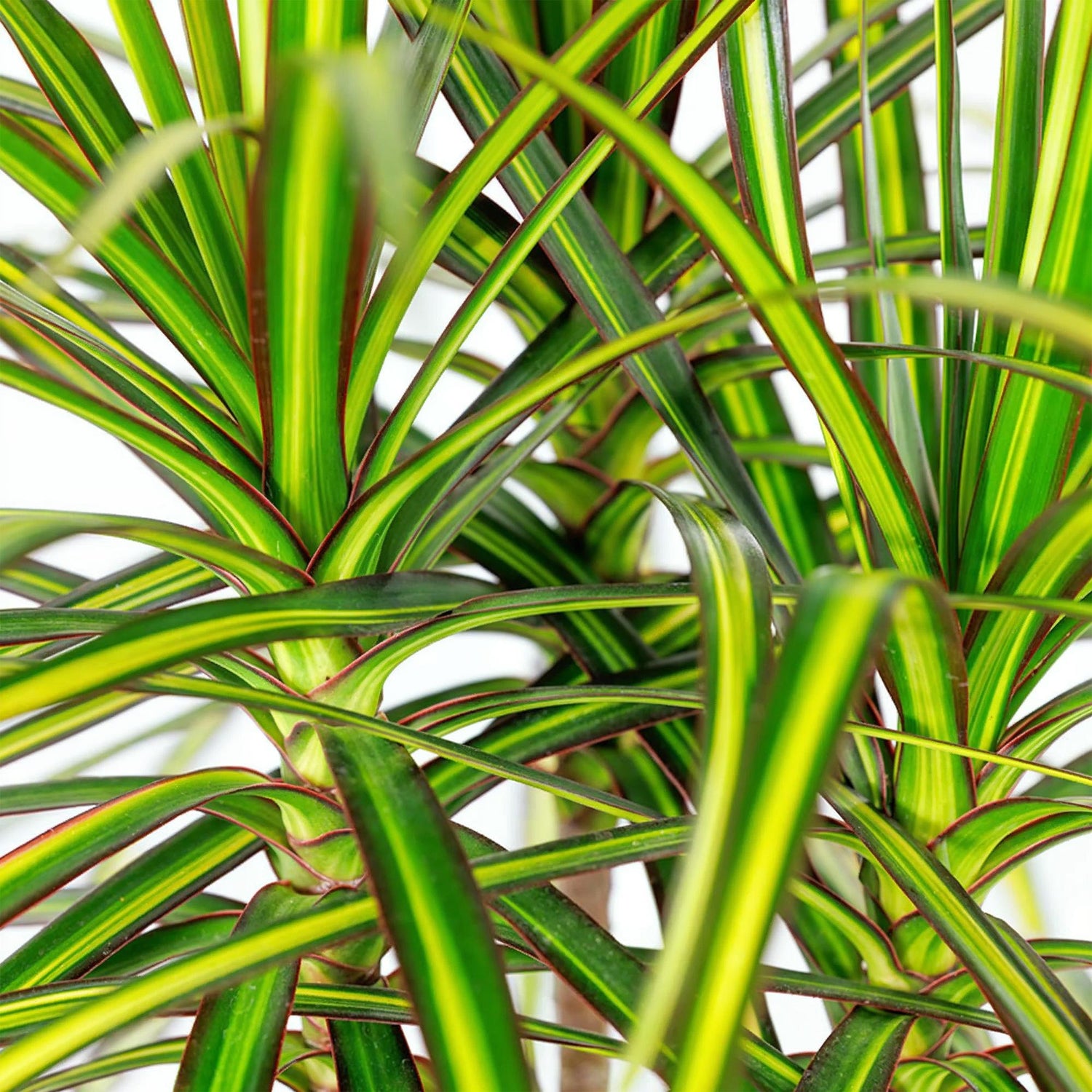 Everspring Dracaena Sunray in Korb, Zimmerpflanze mit grünen, schmalen Blättern, erhältlich in verschiedenen Größen.