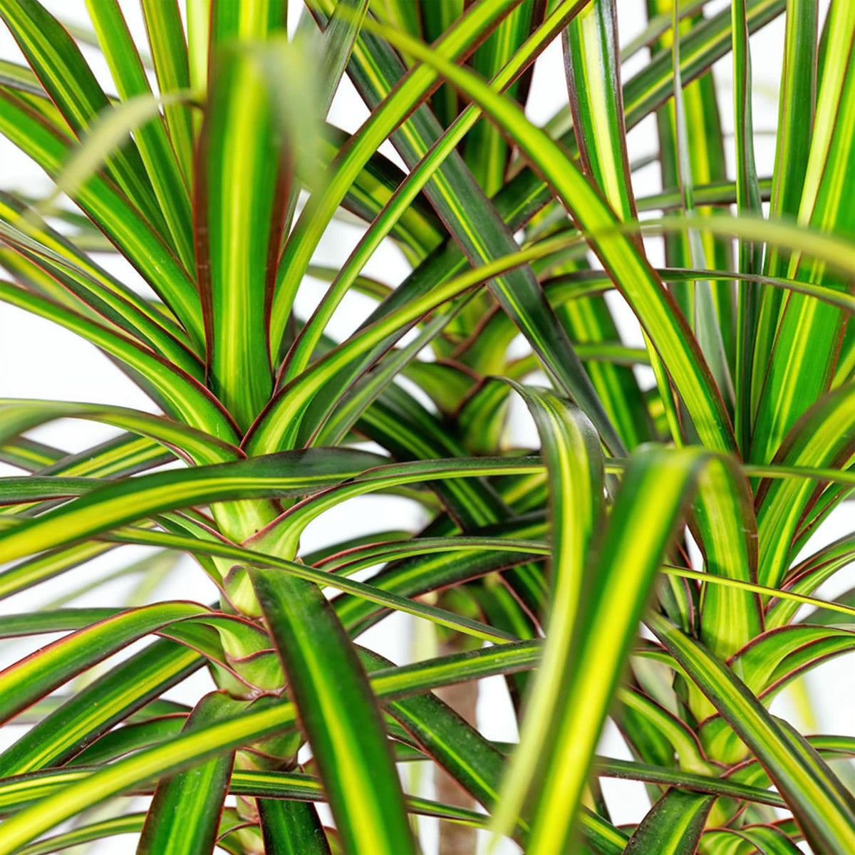 Everspring Dracaena Sunray in Korb, Zimmerpflanze mit grünen, schmalen Blättern, erhältlich in verschiedenen Größen.