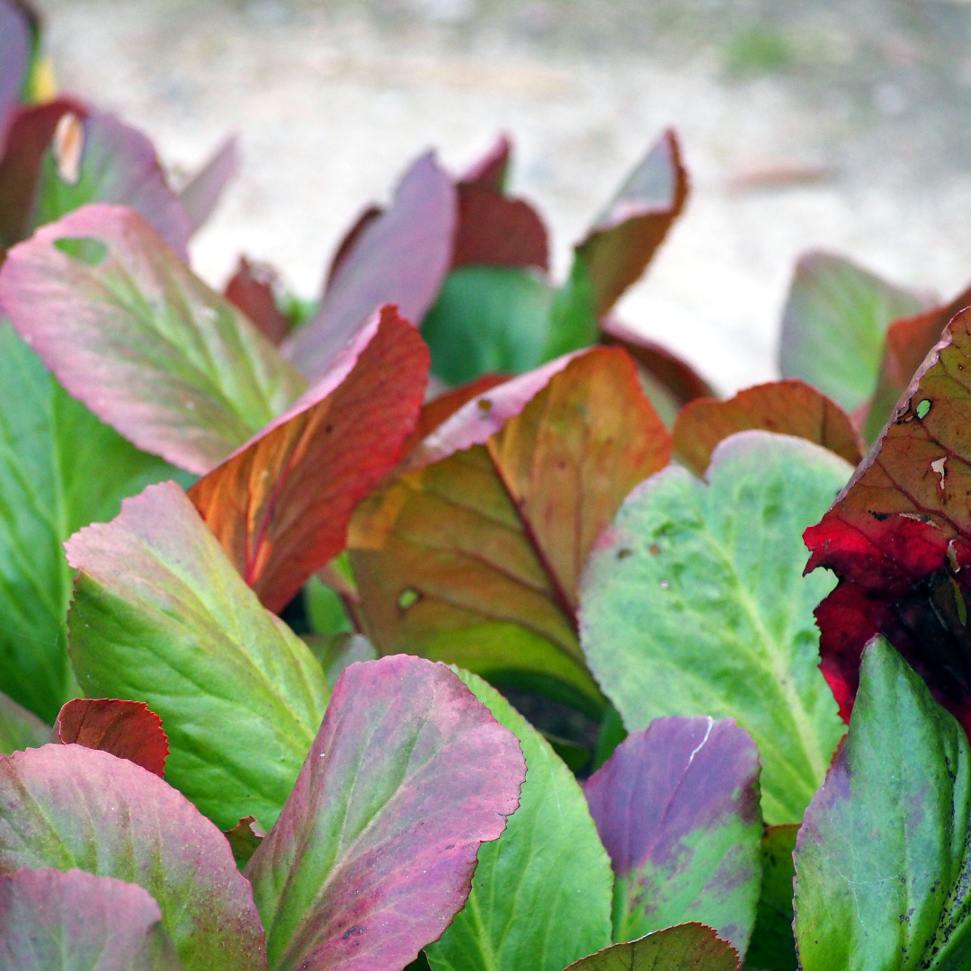 Sechs Bergenia cordifolia Pflanzen in Töpfen, grüne Blätter und kleine Blüten, Everspring, ca. 10-25 cm hoch, Durchmesser 9 cm