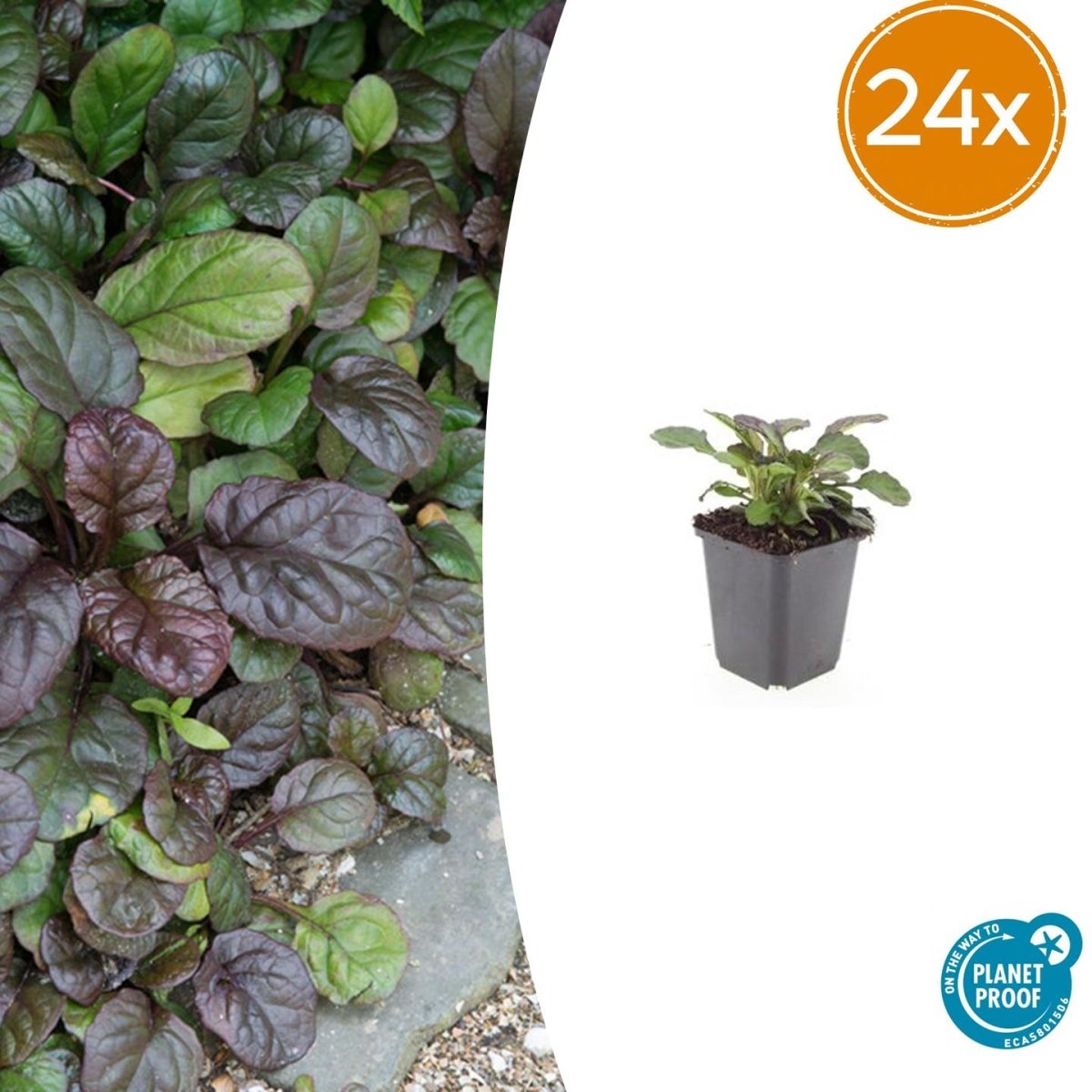 24x Ajuga reptans ‘Catlin’s Giant’ – Bodendecker mit violettem Laub &amp; Blüten – Höhe 10–25 cm – Ø 9 cm - Wurzelwerk Design