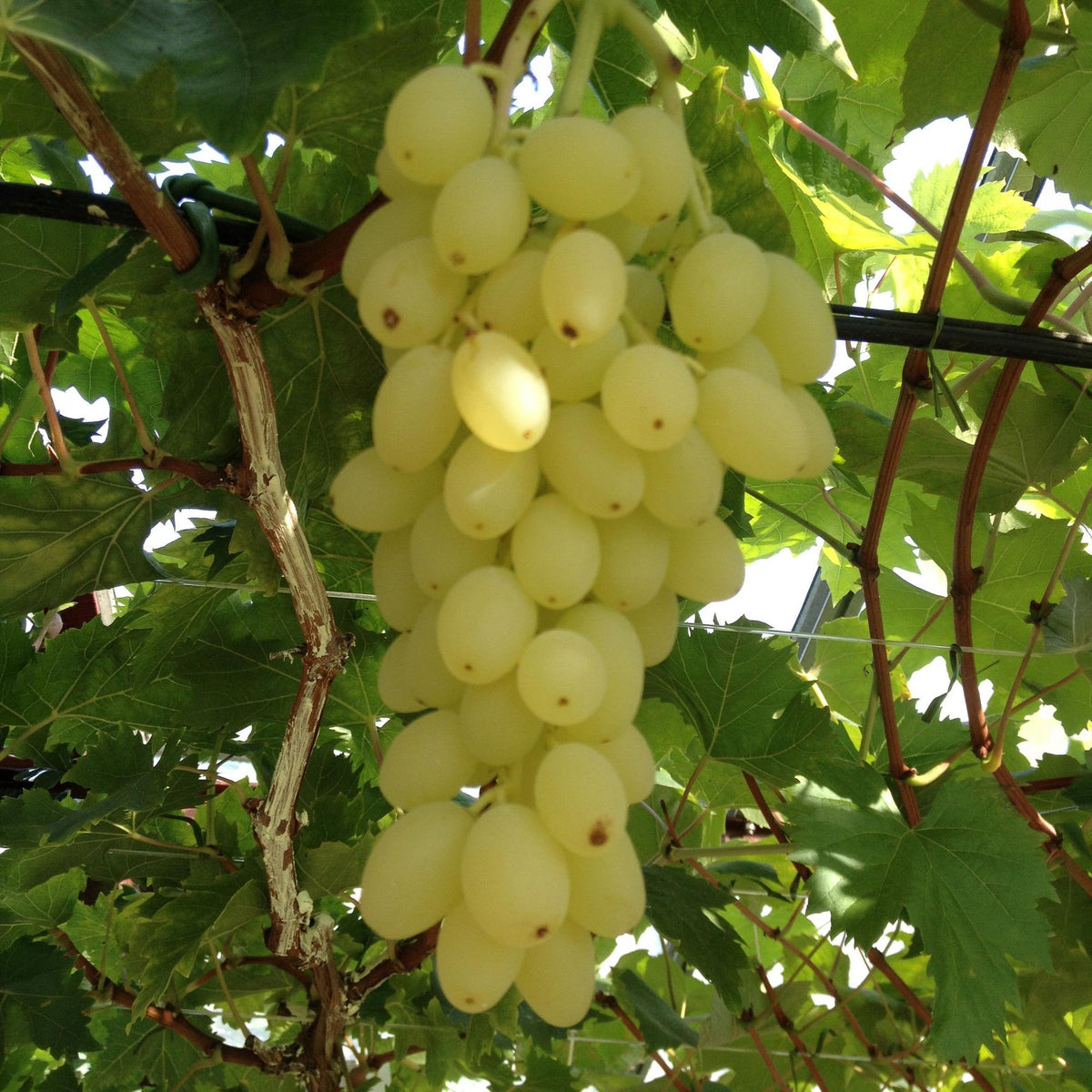 Zwei kernlose Vitis vinifera Lakemont Weintraubenpflanzen im 15 cm Topf, perfekt für den Garten, von Everspring.