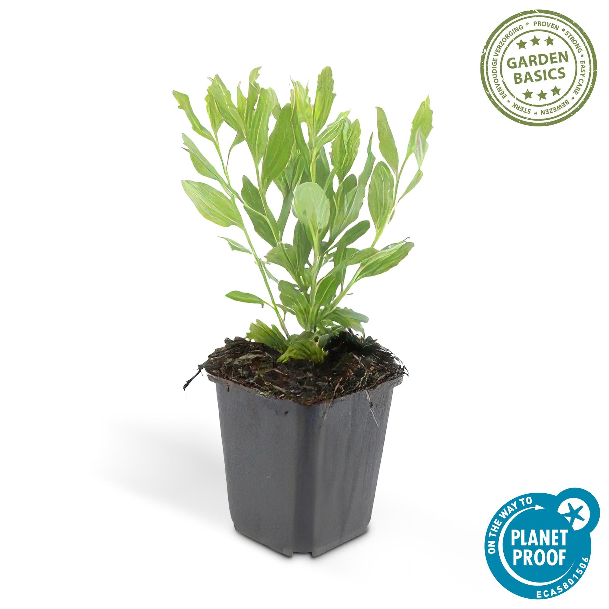 24x Aster ageratoides ‘Ashvi’ – Herbst-Aster mit zarten Blüten – Höhe 10–25 cm – Ø 9 cm