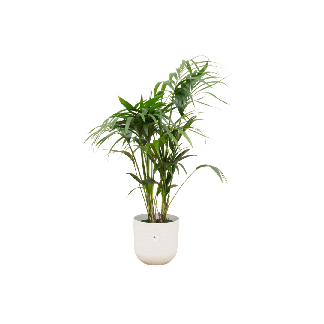 Kentia Palme 130 cm – Elegante Zimmerpalme im Topf - Wurzelwerk Design