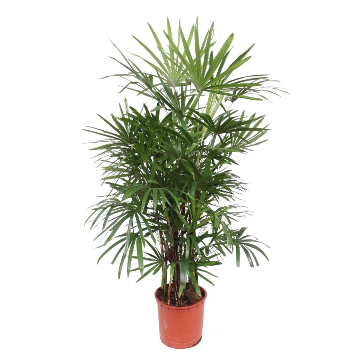 Rhapis excelsa Damenpalme 190 cm | Premium - Zimmerpalme im Ø34 cm Topf – Robust &amp; Luftreinigend - Wurzelwerk Design