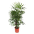 Rhapis excelsa Damenpalme 190 cm | Premium - Zimmerpalme im Ø34 cm Topf – Robust & Luftreinigend - Wurzelwerk Design