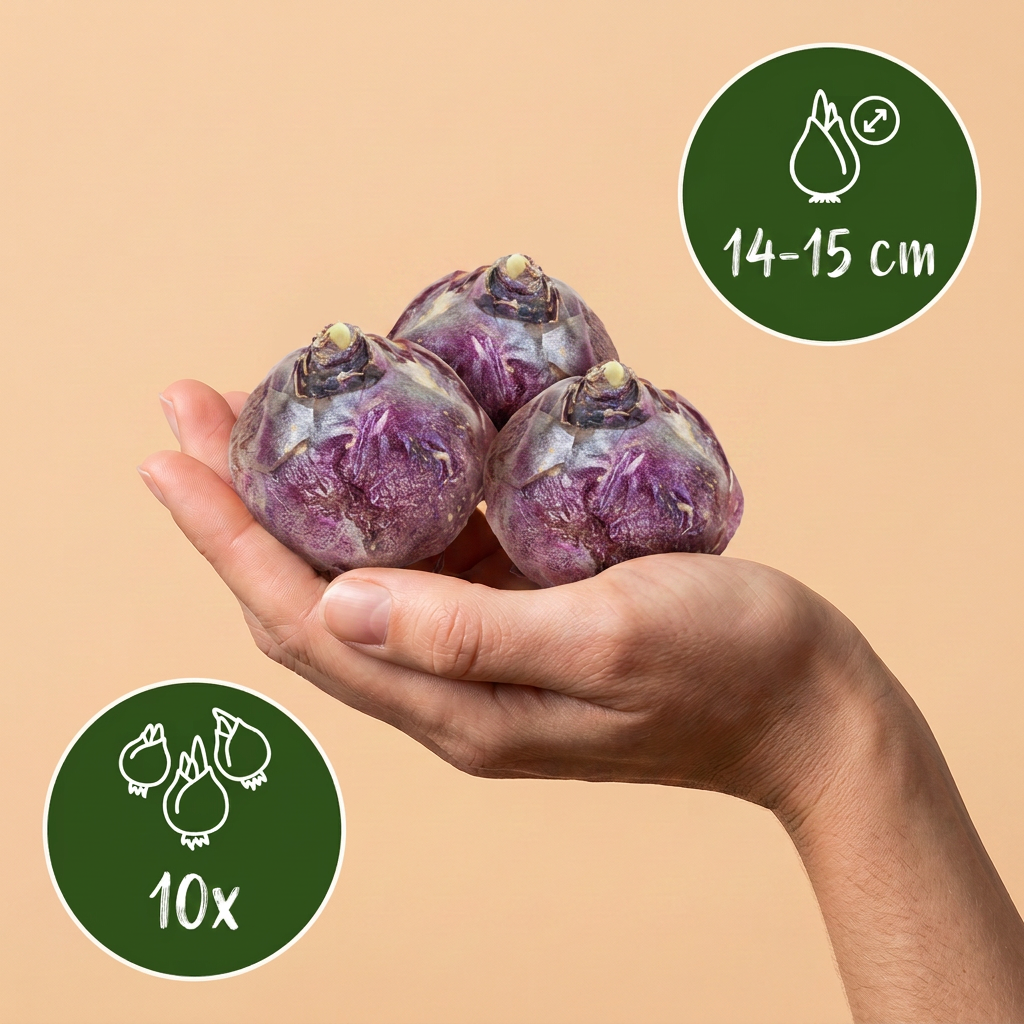 Hyazinthe Blau-Mischung – Hyacinthus orientalis online kaufen | 10 bis 80 Blumenzwiebeln, intensiv duftend – Wurzelwerk Design