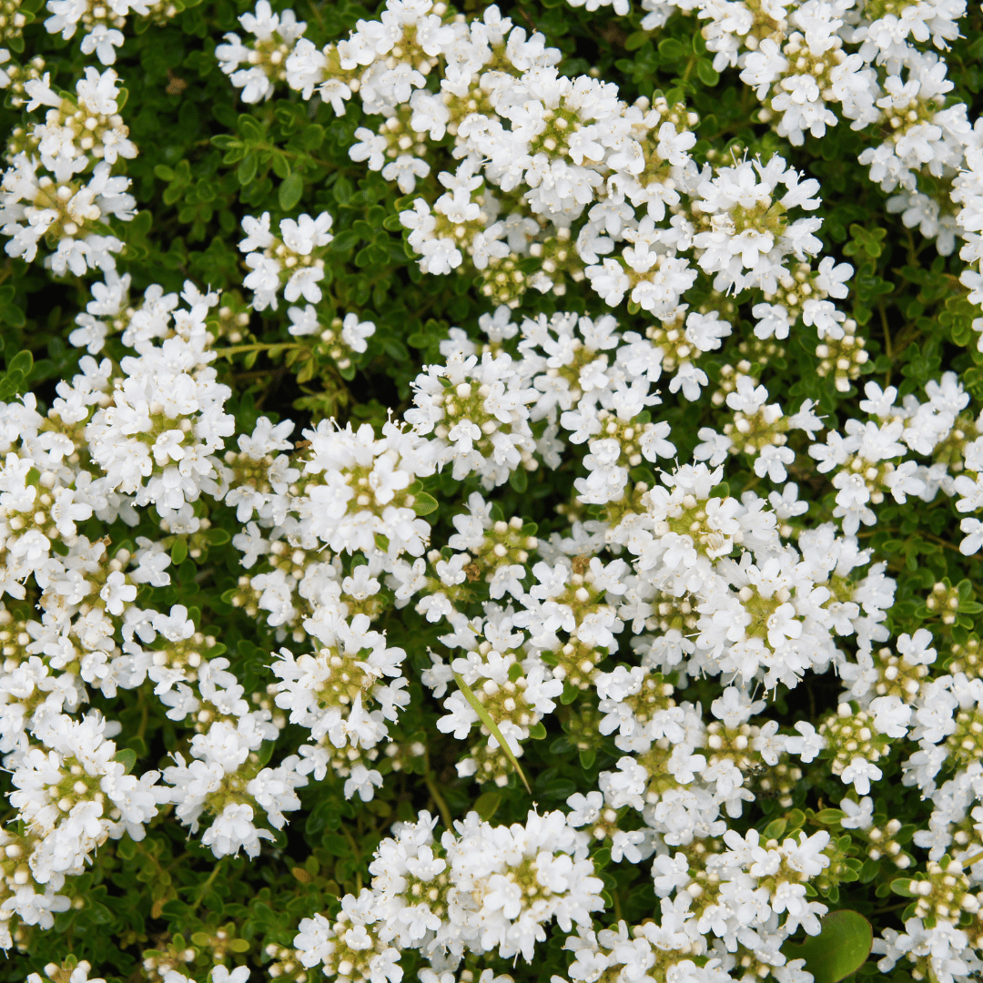 Sechs Thymus praecox &