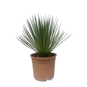 Robuste Yucca rostrata Pflanze von Everspring, Palmlilie für Garten und Zuhause, mit dünnen, bläulichen Blättern und aufrechter Wuchs