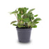 Fittonia Joly Josan Rot - grüne Mosaikpflanze Topf 8cm - Wurzelwerk Design