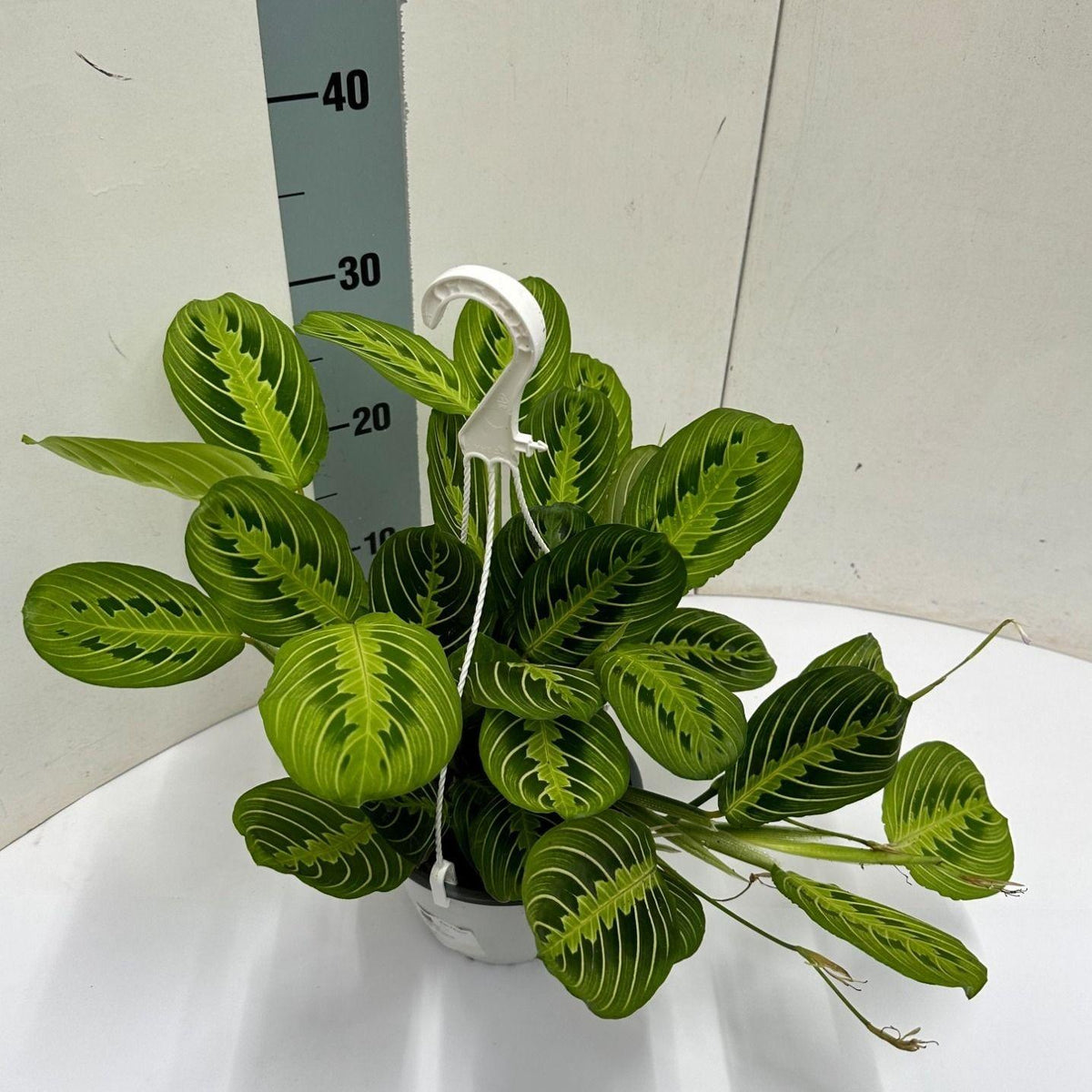 Everspring Maranta Leuconeura &