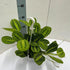 Everspring Maranta Leuconeura &