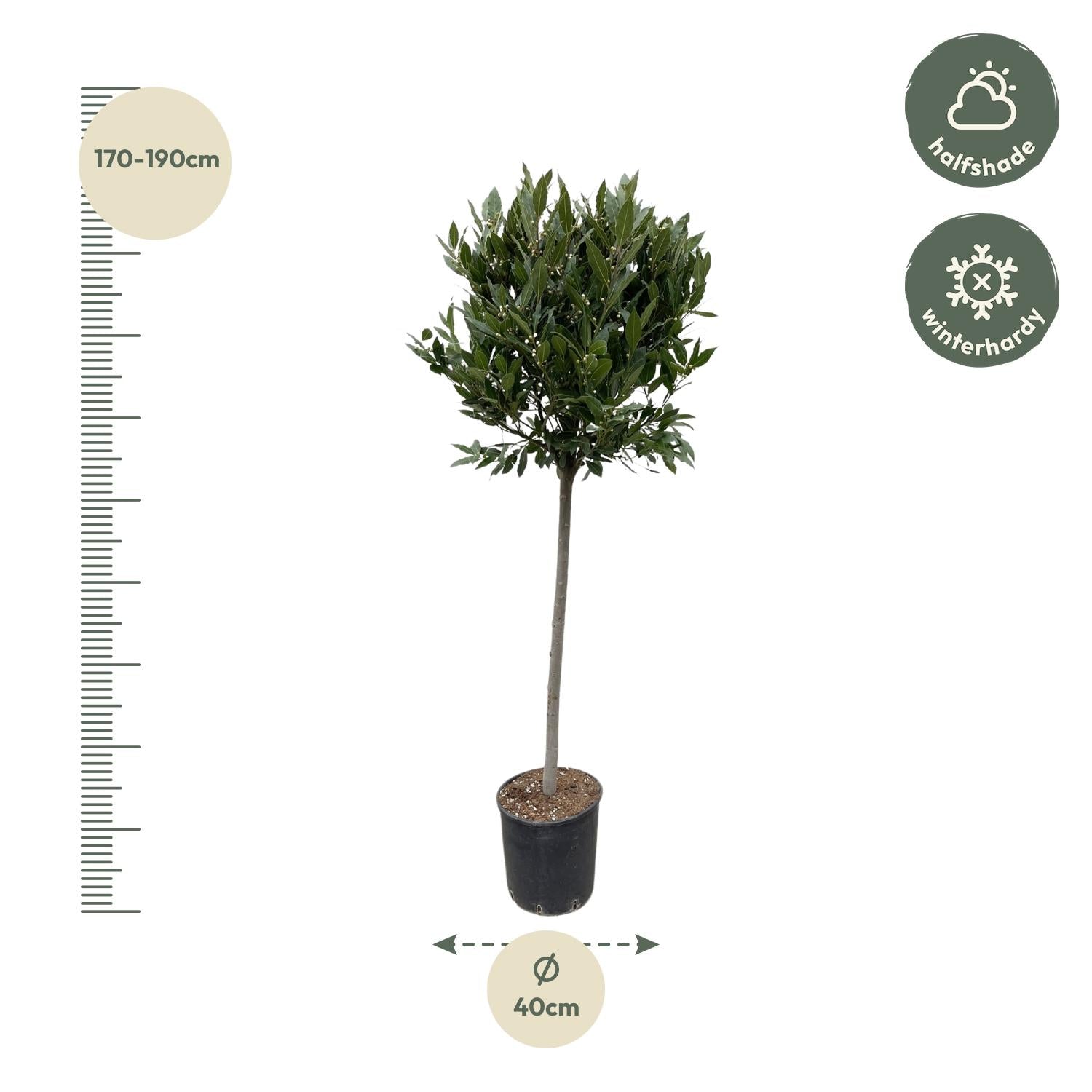 Echter Lorbeerbaum von Everspring, 210 cm hoch mit 40 cm Durchmesser, große grüne Blätter, Zimmerpflanze.