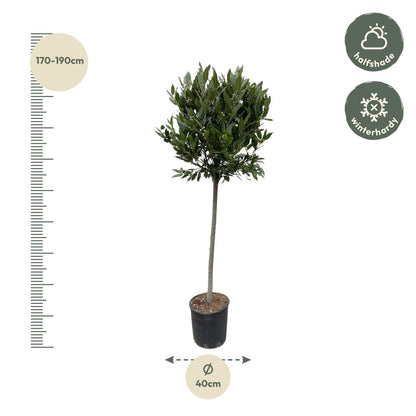 Echter Lorbeerbaum von Everspring, 210 cm hoch mit 40 cm Durchmesser, große grüne Blätter, Zimmerpflanze.
