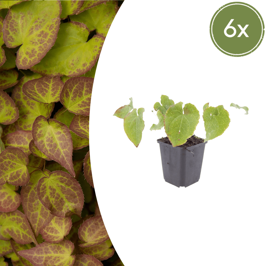Sechs Epimedium perralc. &